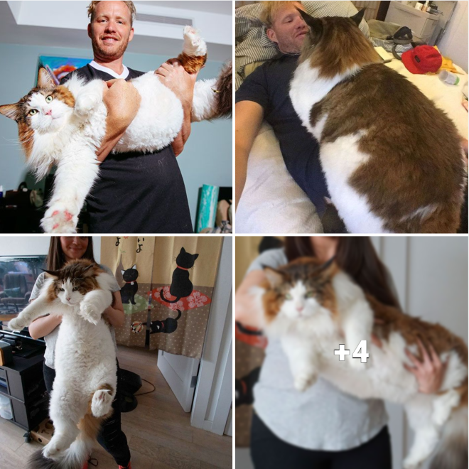 “Meet the Fluffy Beast: Discovering New York’s Heaviest Cat Weighing Over 28 Pounds – Bigger than Bobcats!”