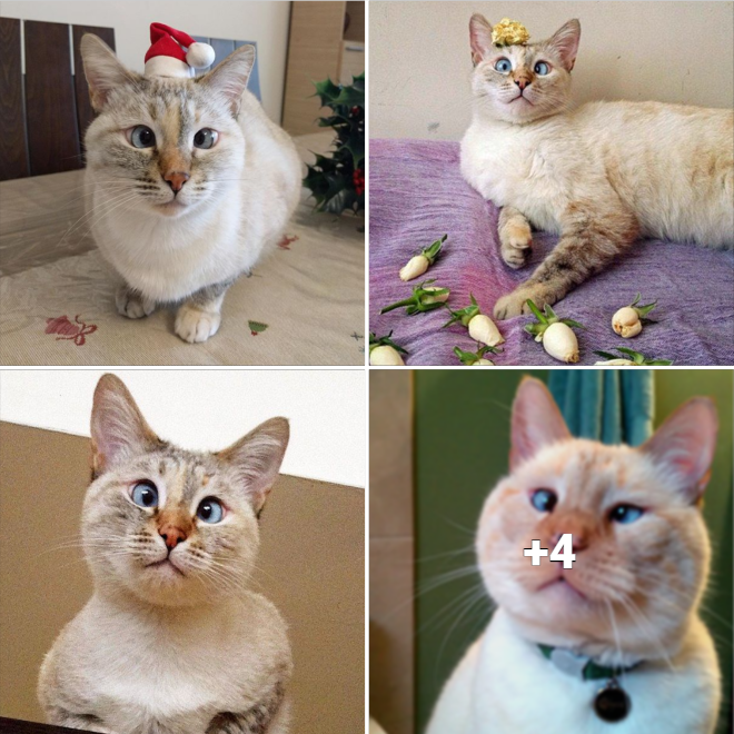 “From Abandoned to Adored: The Heartwarming Tale of Muni, the Captivating Cross-Eyed Cat”