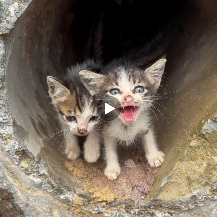 “Feline Orphans: Hungry and Helpless After Losing Their Mother in a Rainy Night”