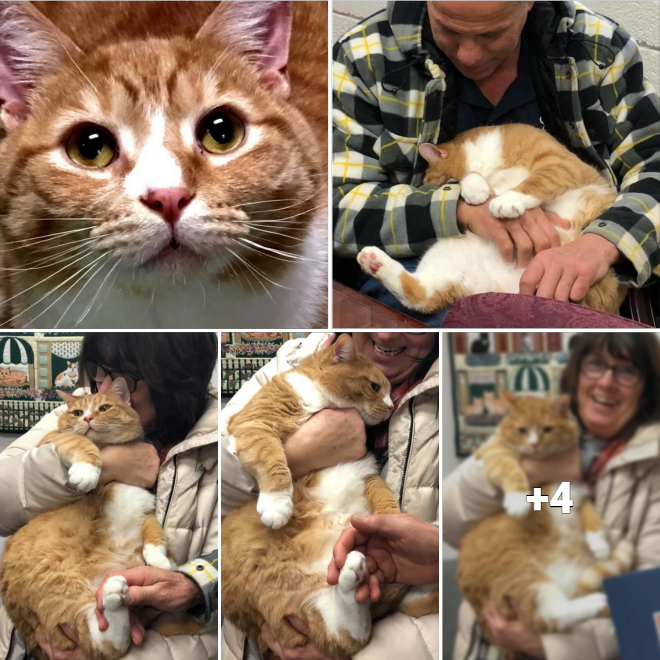 “From Rejection to Affection: The Heartwarming Tale of A Lap Cat Finding His Forever Home”