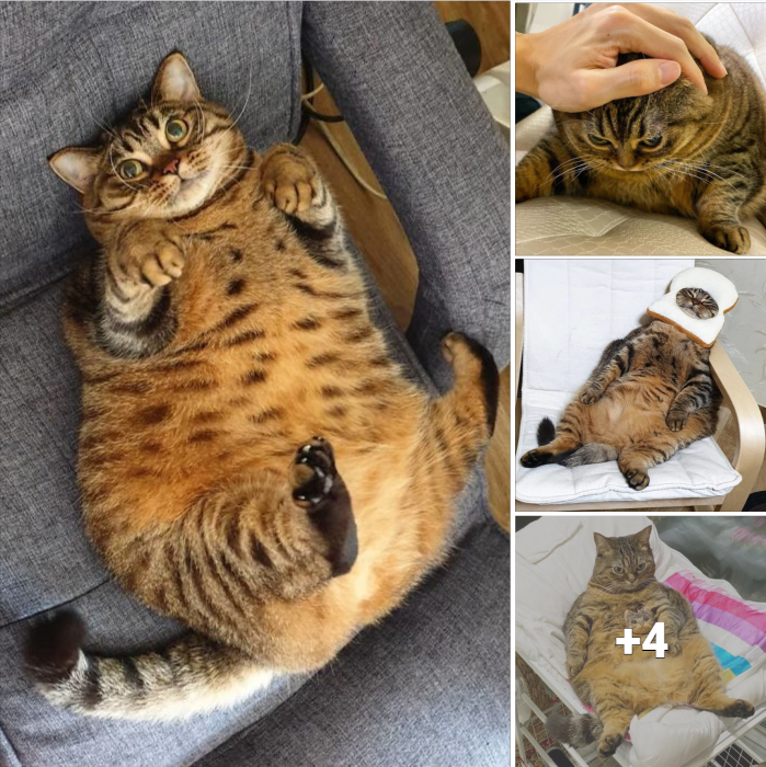 Introducing Manggo: The Adorably Plump Cat Who Will Make You Giggle with Her Hilarious Facial Gestures