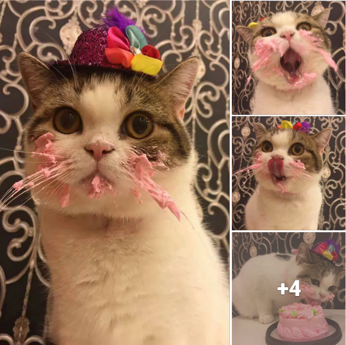 “Meow-smerizingly Cute: Witness A Feline’s Birthday Feast On A Sweet Treat”