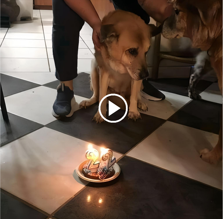 “A Furry Birthday Bash: Owner Goes All Out to Celebrate Beloved Canine’s 22nd Year”