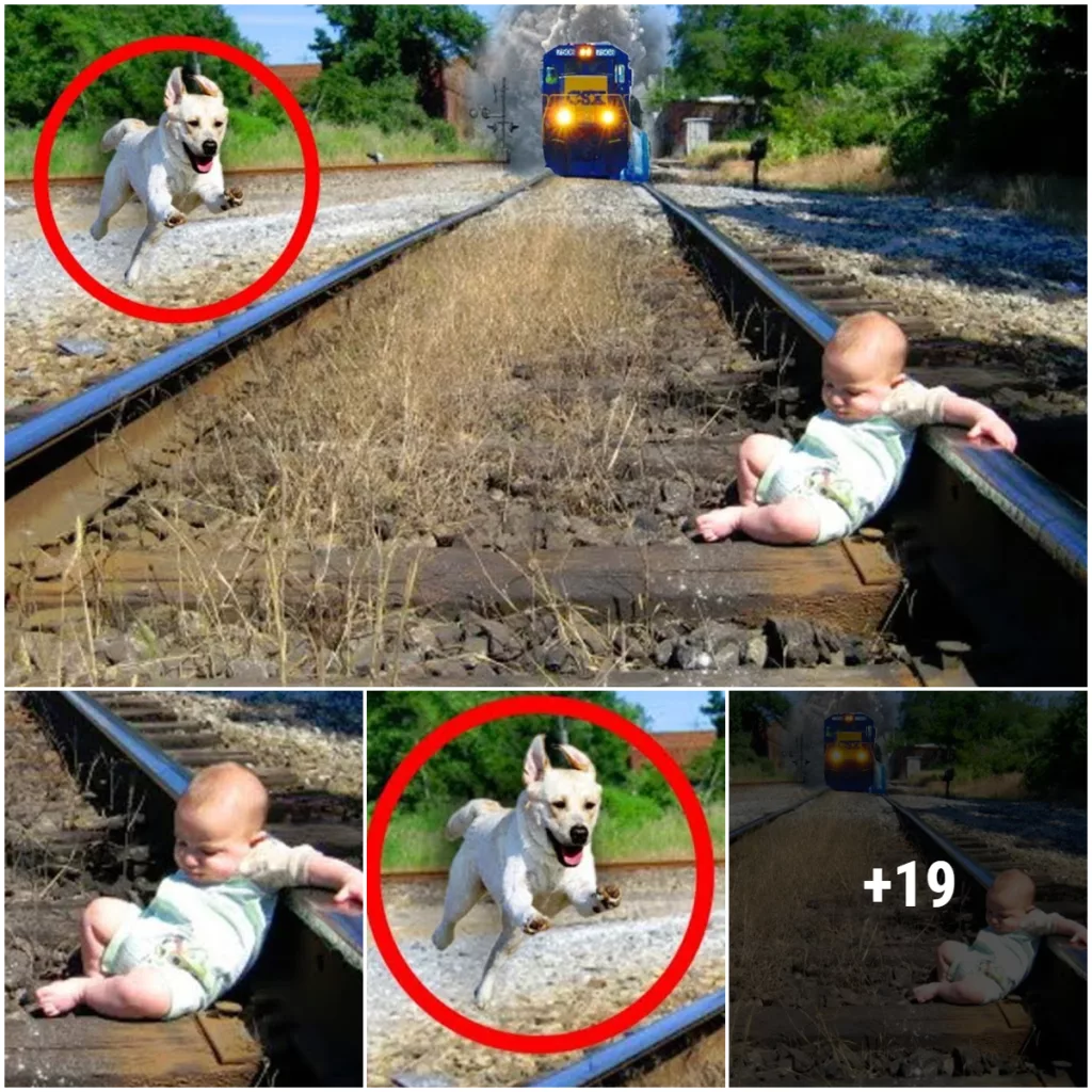 (VIDEO) Brave Pooch Jumps into Action to Rescue Abandoned Infant on Railroad Tracks, Winning Hearts Across the Internet