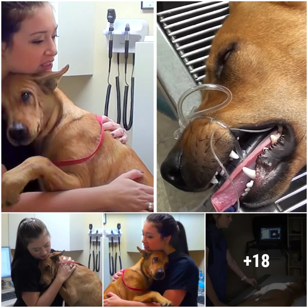 “From Euthanasia to Endless Love: A Heartwarming Rescue Story of a Dog and His Human Companion”