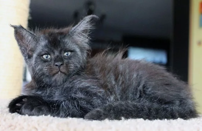 “Adorably Grumpy: The Arrival of Five Maine Coon Kittens with Unique Facial Expressions”
