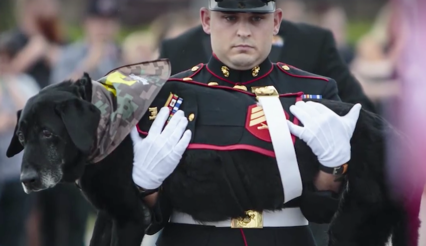 Saying Goodbye to a Loyal Partner in the Battle Against Bone Cancer: A Marine’s Touching Tribute to Their Unbreakable Bond.