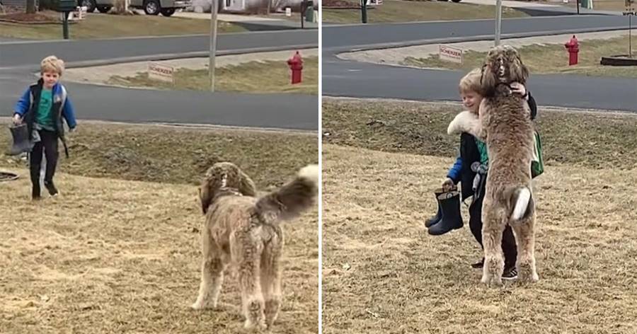 7 Million Hearts Touched by Bernedoodle’s Adorable After-School Reunion with Younger Sibling.